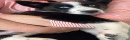 Siberian Husky dogs for sale: Skye - Ad 7