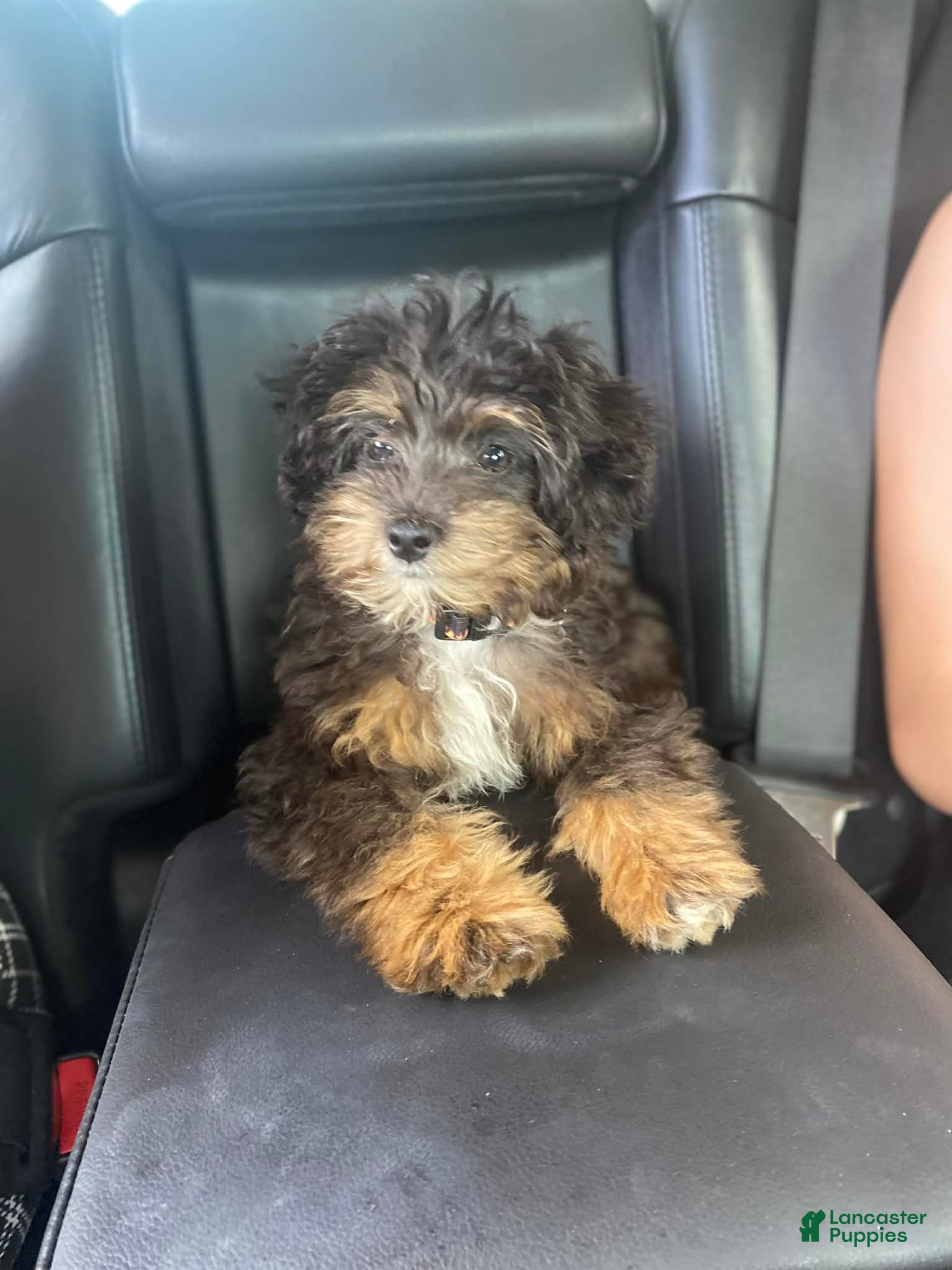 Mixed Breed dogs Aussiepoo - Ad 28