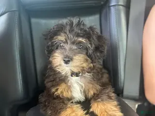 Mixed Breed dogs Aussiepoo - Ad 28
