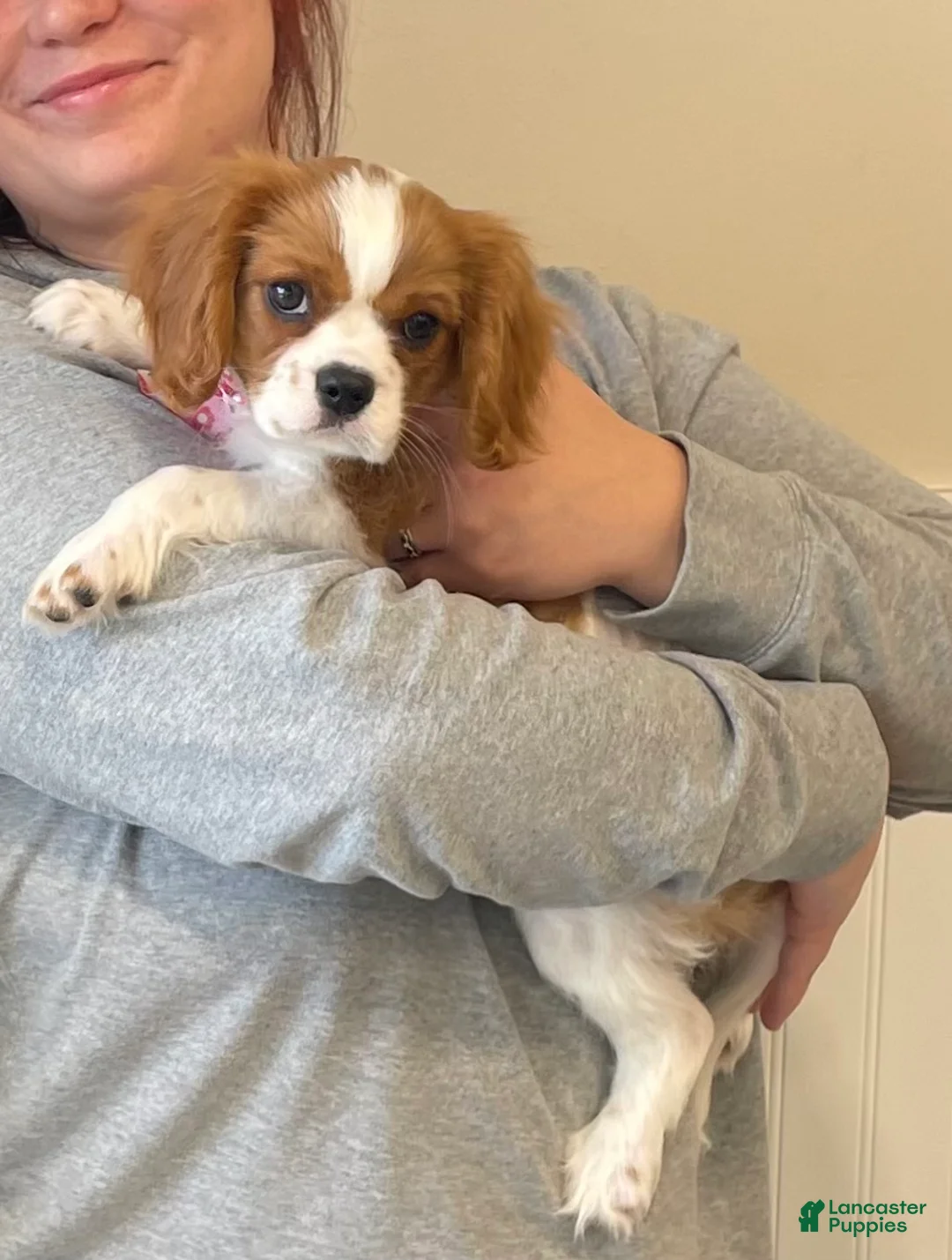Cavalier King Charles Spaniel dogs for sale: Cavalier King Charles Spaniel Puppy 5 - Ad 1