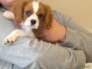 Cavalier King Charles Spaniel dogs Cavalier King Charles Spaniel Puppy 5 - Ad 14