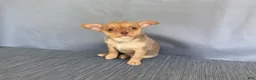 Chihuahua dogs for sale: Ruby - Ad 14