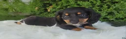 Miniature Dachshund dogs for sale: Venture  - Ad 5