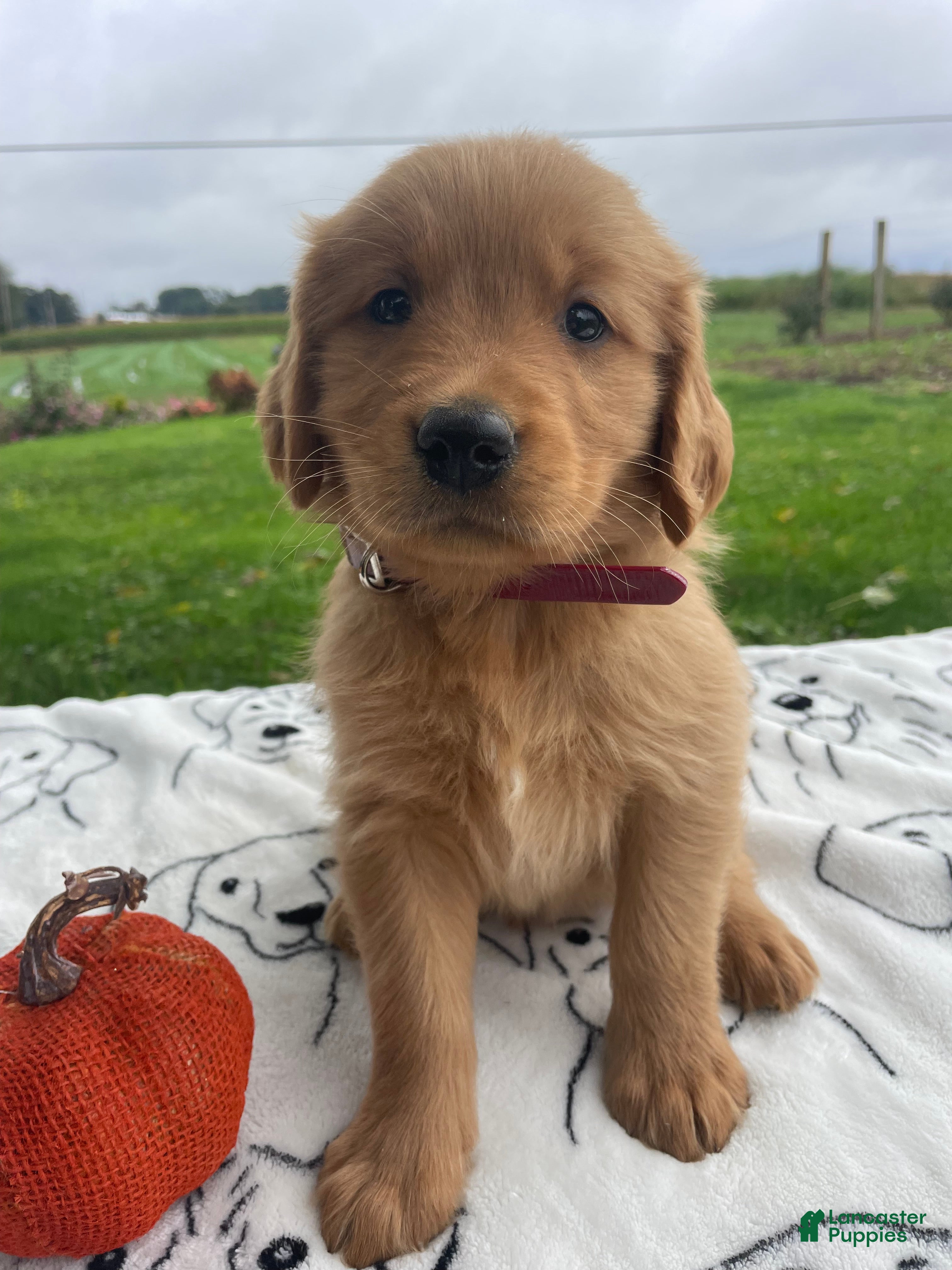 Golden Retriever dogs for sale: Baron - Ad 41