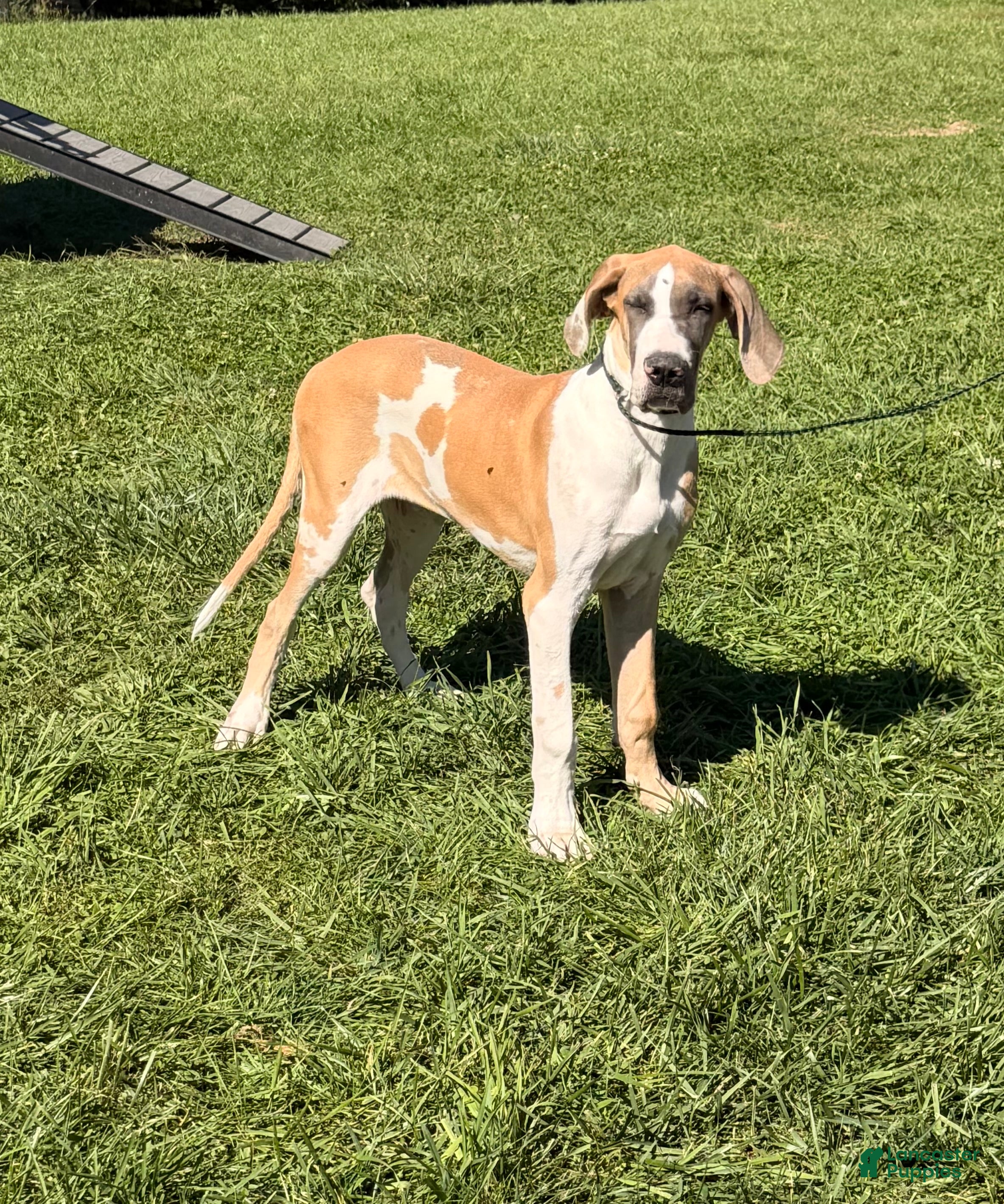 Great Dane dogs Parker Great Dane  - Ad 1