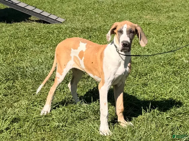 Great Dane dogs for sale: Parker Great Dane - Ad 1