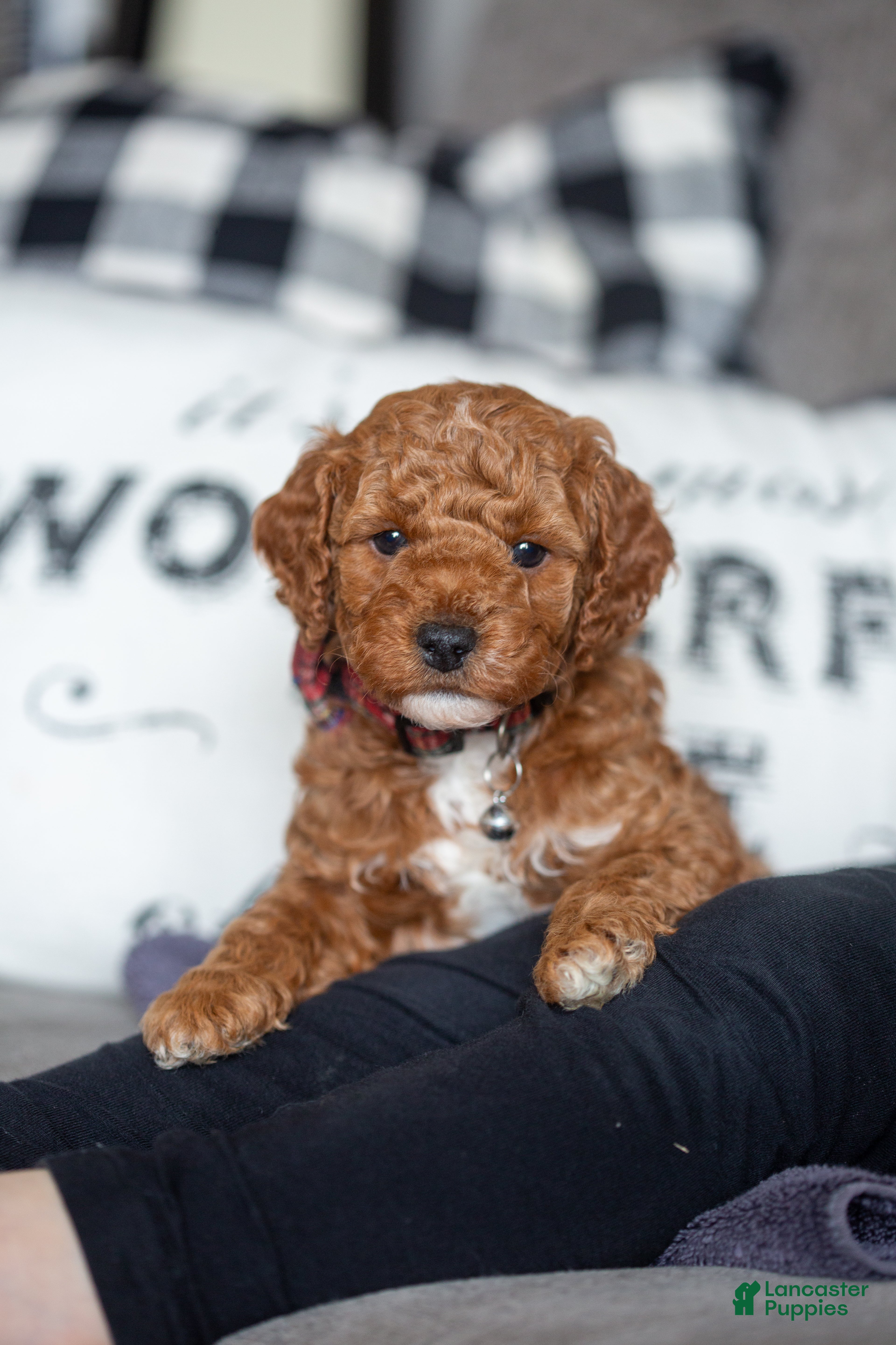 Mini Goldendoodle dogs Mini Goldendoodle Puppy 1 - Ad 24