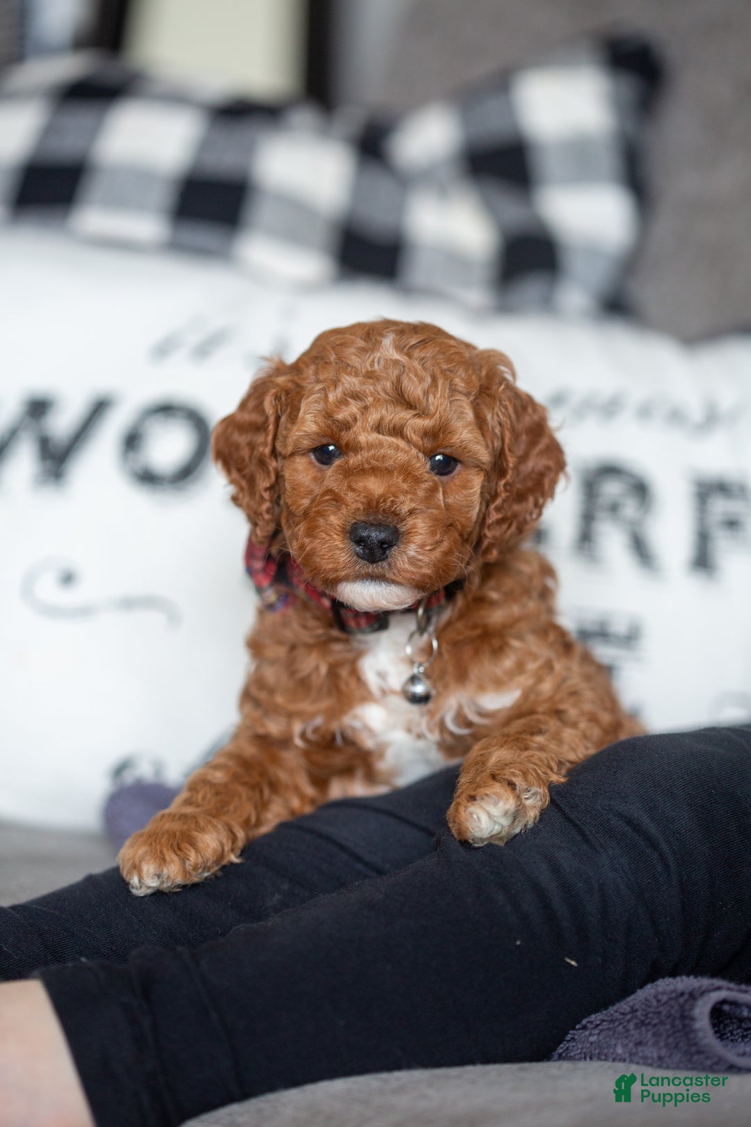 Mini Goldendoodle dogs for sale: Mini Goldendoodle Puppy 1 - Ad 3