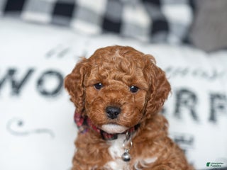 Mini Goldendoodle dogs Mini Goldendoodle Puppy 1 - Ad 35