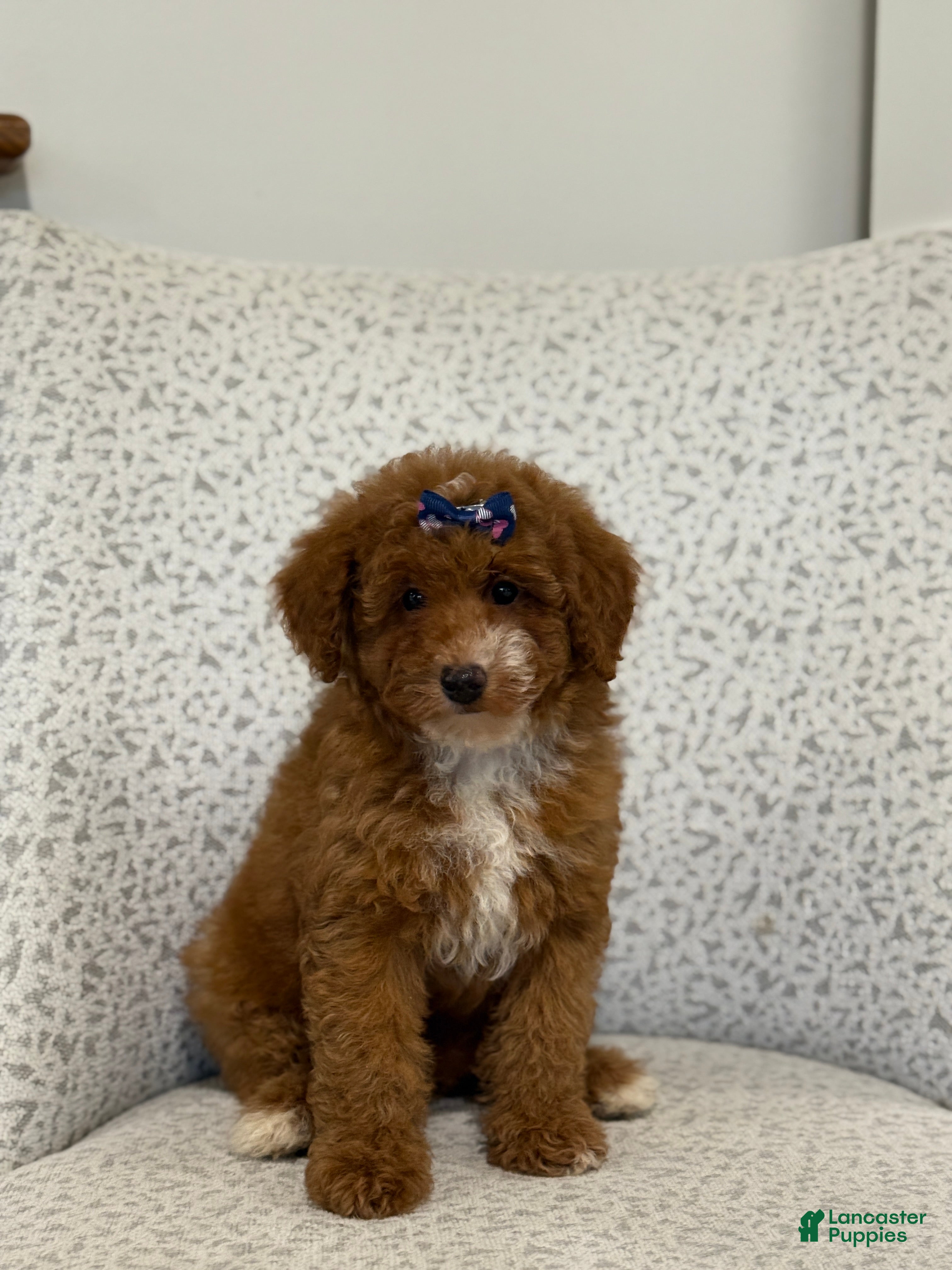 Miniature Poodle dogs Jazzy - Ad 28