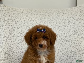 Miniature Poodle dogs Jazzy - Ad 27