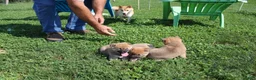 Shiba Inu dogs for sale: Beef - Ad 10