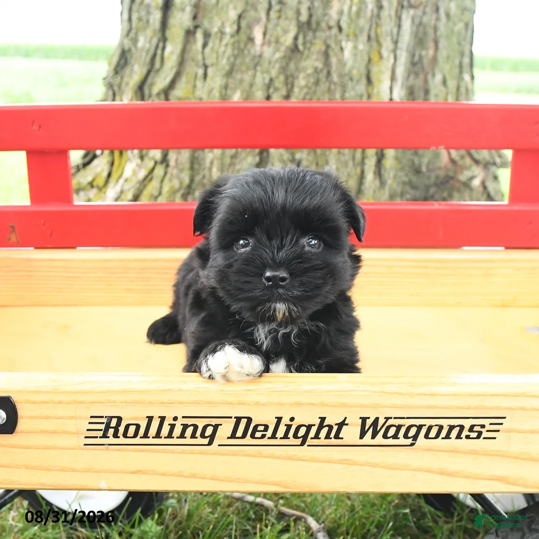 Yorkshire Terrier dogs for sale: Cameron - Ad 2