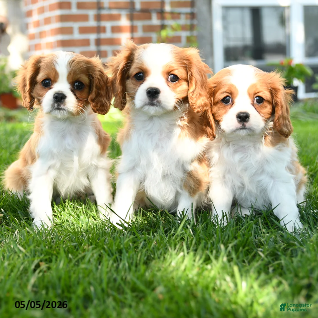 Cavalier King Charles Spaniel dogs for sale: Lacey - Ad 3