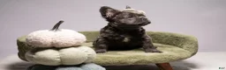 French Bulldog dogs for sale: BLU - Ad 2