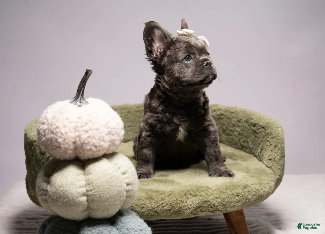 French Bulldog dogs for sale: BLU - Ad 2