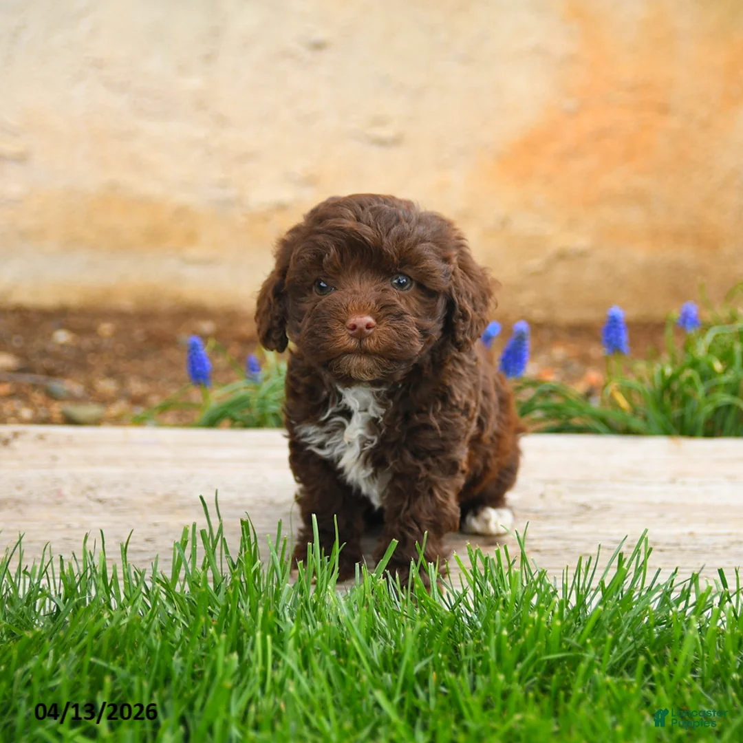 Havapoo dogs for sale: Joey - Ad 3