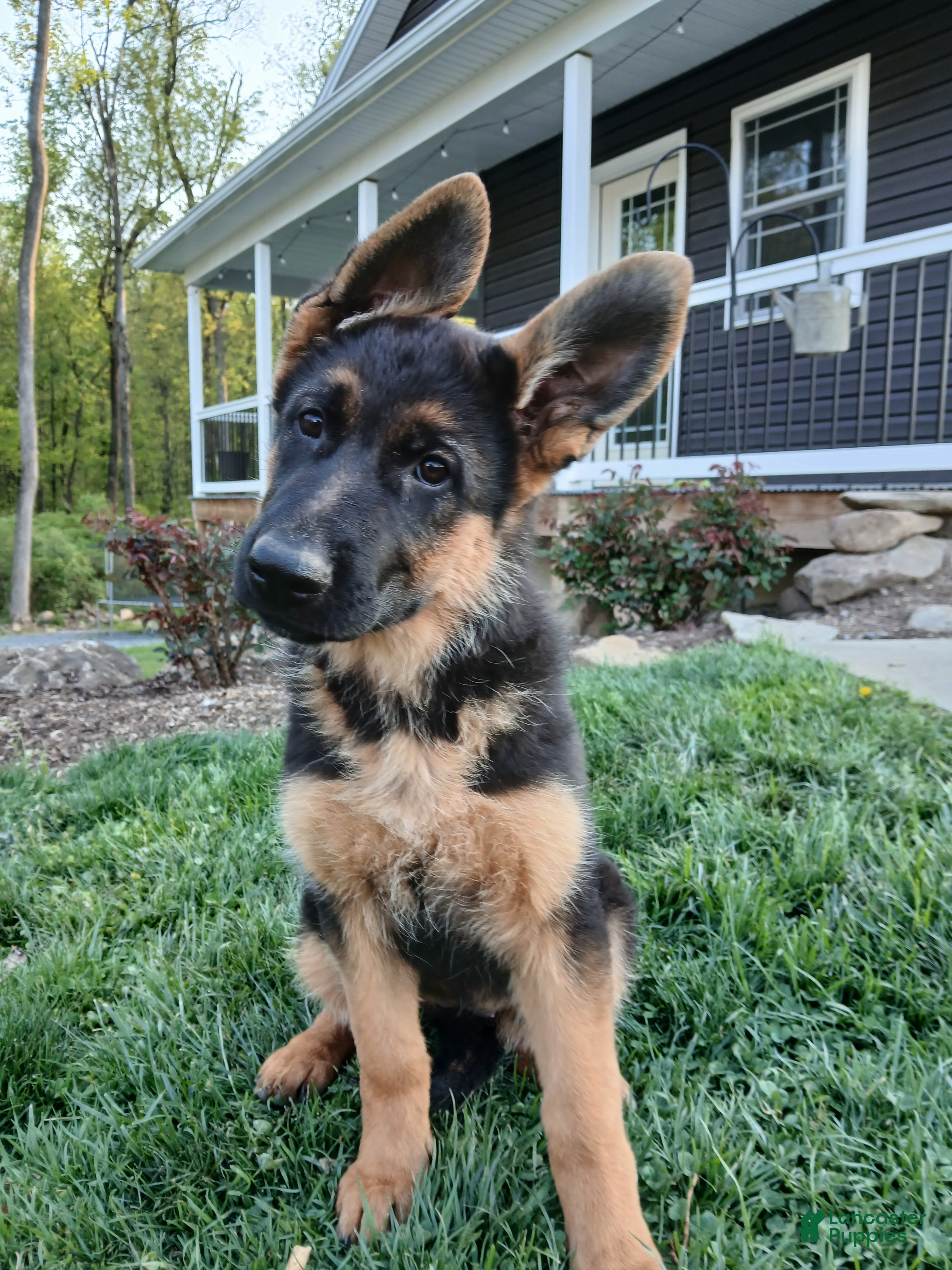 German Shepherd dogs Zara - Ad 1