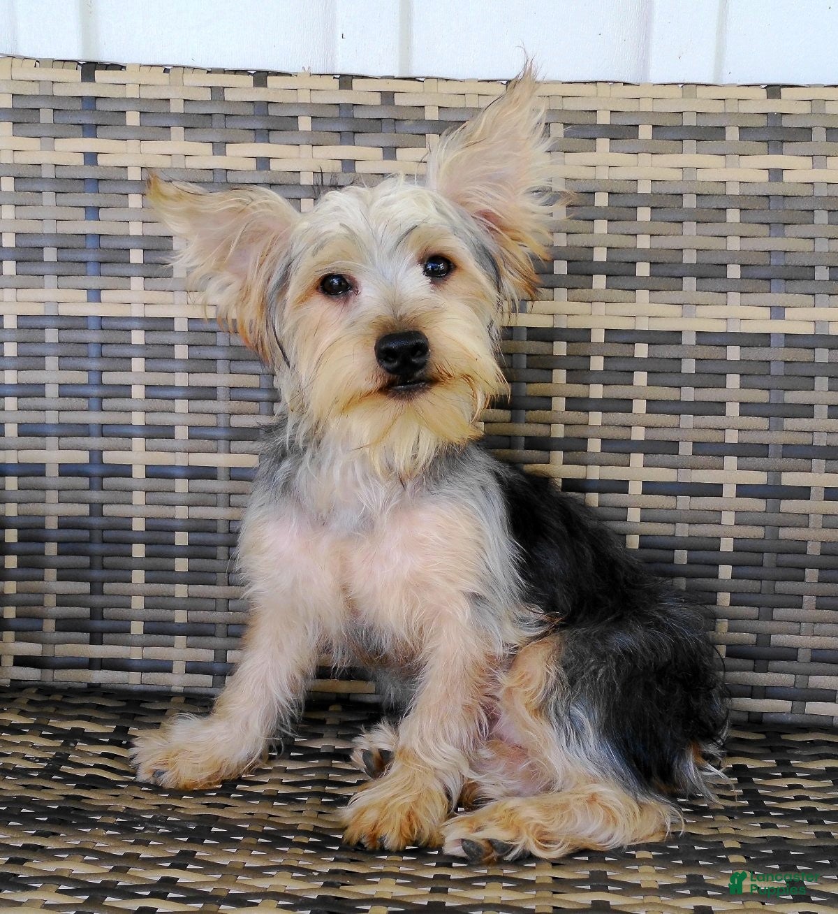 Yorkshire Terrier dogs Zeke - Ad 1