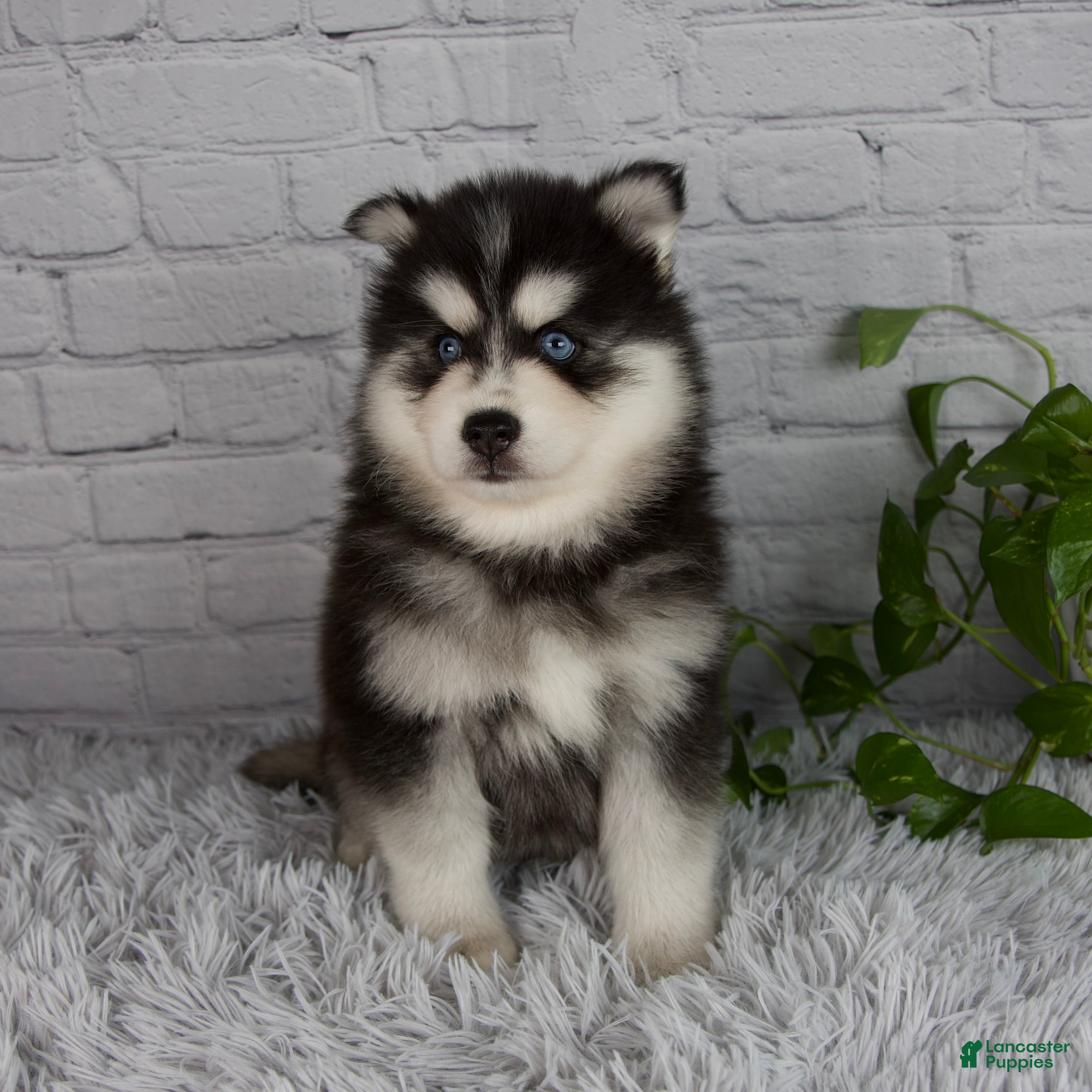 Pomsky dogs Tucker - Ad 1