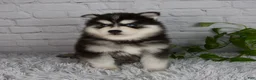 Pomsky dogs for sale: Tucker - Ad 1