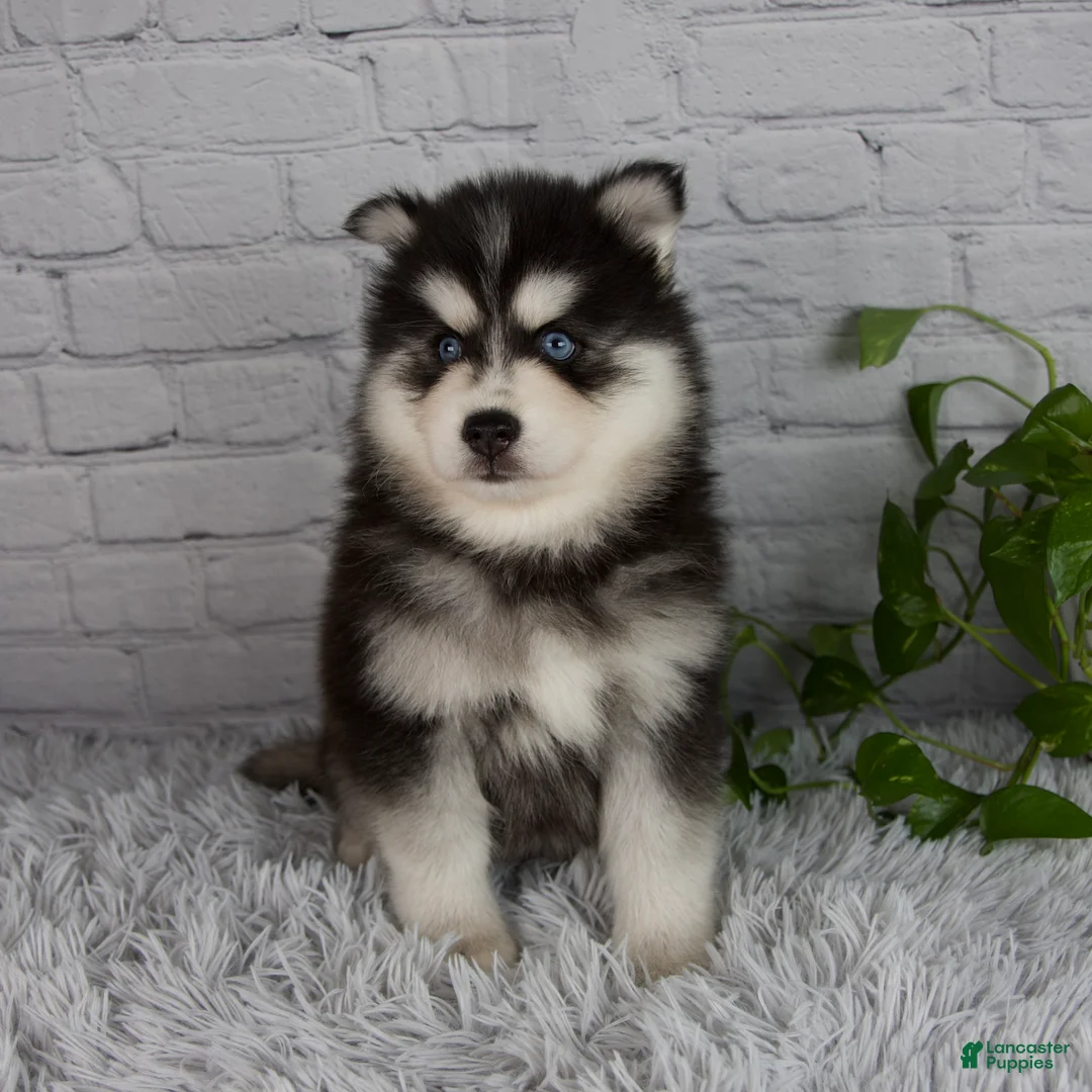 Pomsky dogs for sale: Tucker - Ad 1