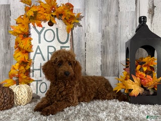 Toy Poodle dogs - Ad 32