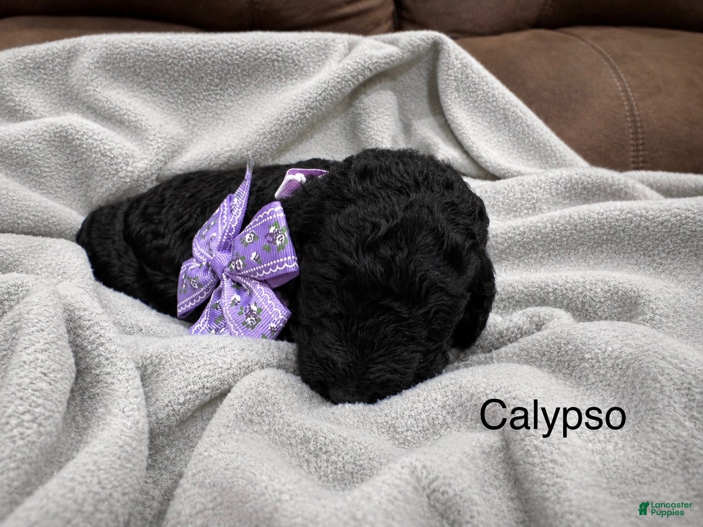 Standard Poodle dogs Calypso  - Ad 1