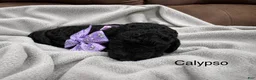 Standard Poodle dogs for sale: Calypso  - Ad 1