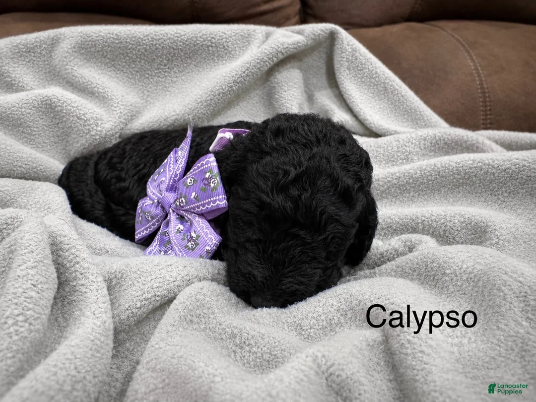 Standard Poodle dogs for sale: Calypso  - Ad 1