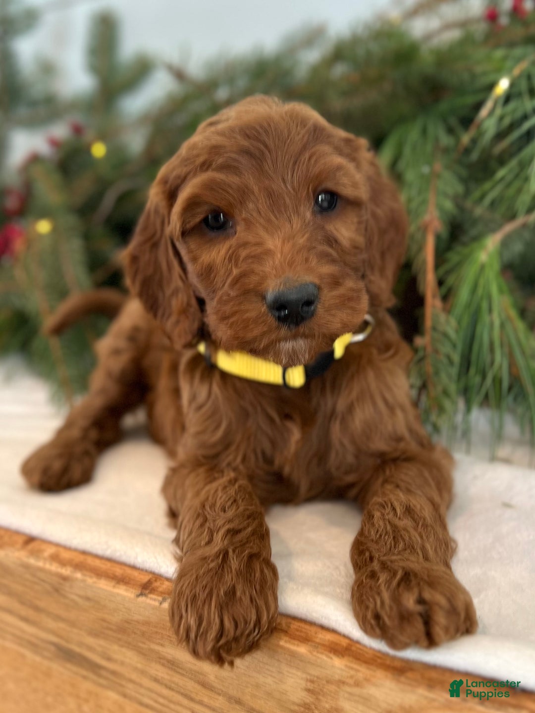 Irish Doodle dogs for sale: Ginger - Ad 3