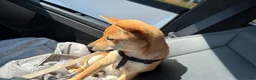 Shiba Inu dogs for sale: Shiba Inu 1 - Ad 3