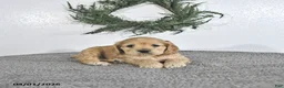 English Cocker Spaniel dogs for sale: Kobey - Ad 4