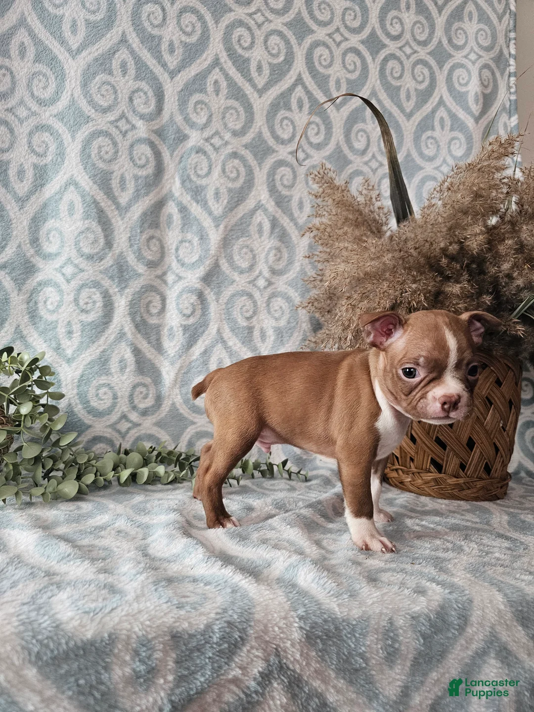 Boston Terrier dogs for sale: Jasper - Ad 4