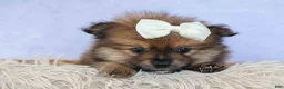 Pomeranian dogs for sale: Flynn  - Ad 5