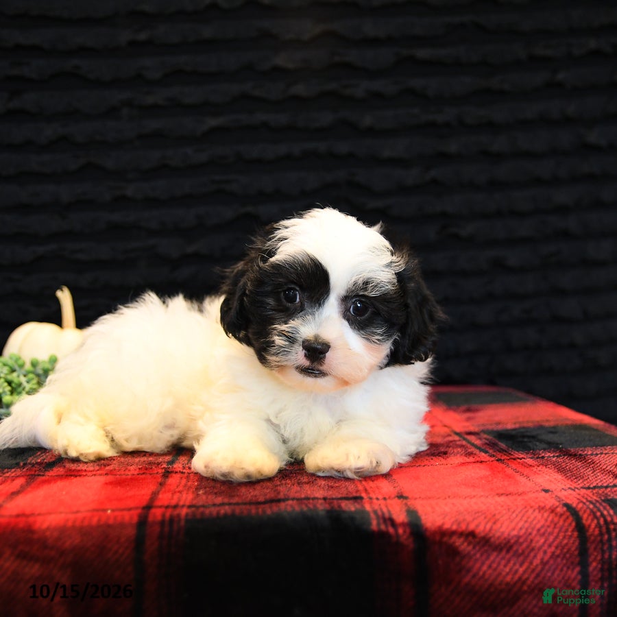 Teddy Bear dogs for sale: Pepper - Ad 2