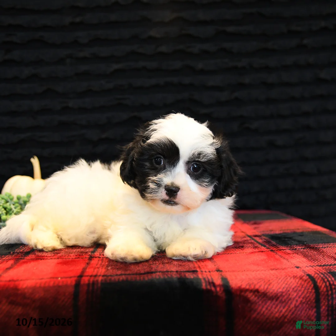 Teddy Bear dogs for sale: Pepper - Ad 2