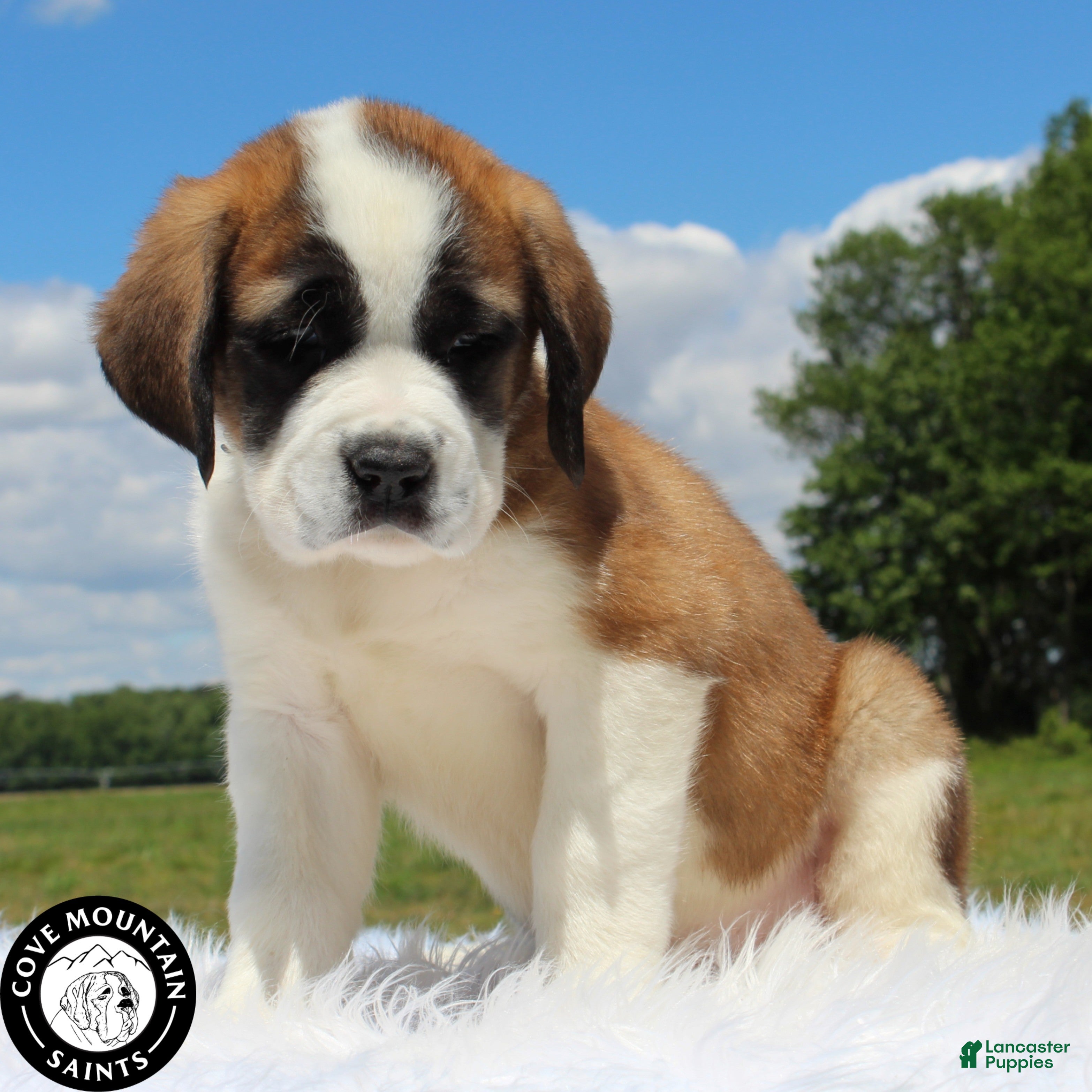 Saint Bernard dogs Fern - Ad 1
