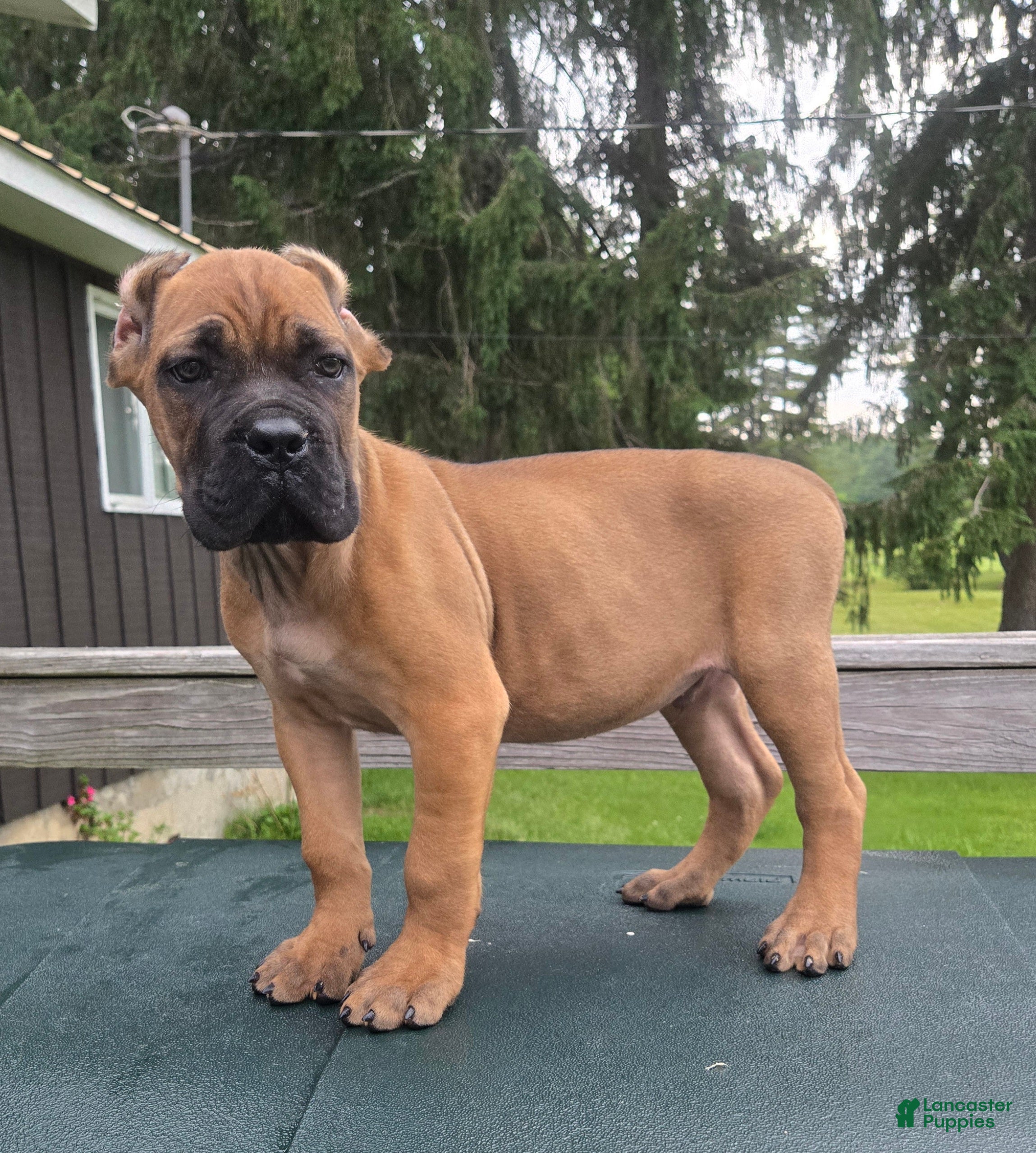Cane Corso dogs ICCF Tuscan - Ad 37