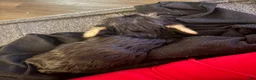 Silky Terrier dogs for sale: Silky Terrier Puppy 1 - Ad 2