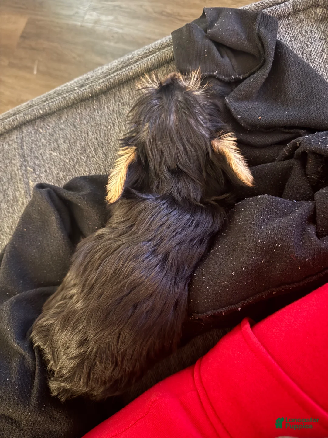 Silky Terrier dogs for sale: Silky Terrier Puppy 1 - Ad 2