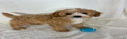 Cavapoo dogs for sale: Joey - Ad 3