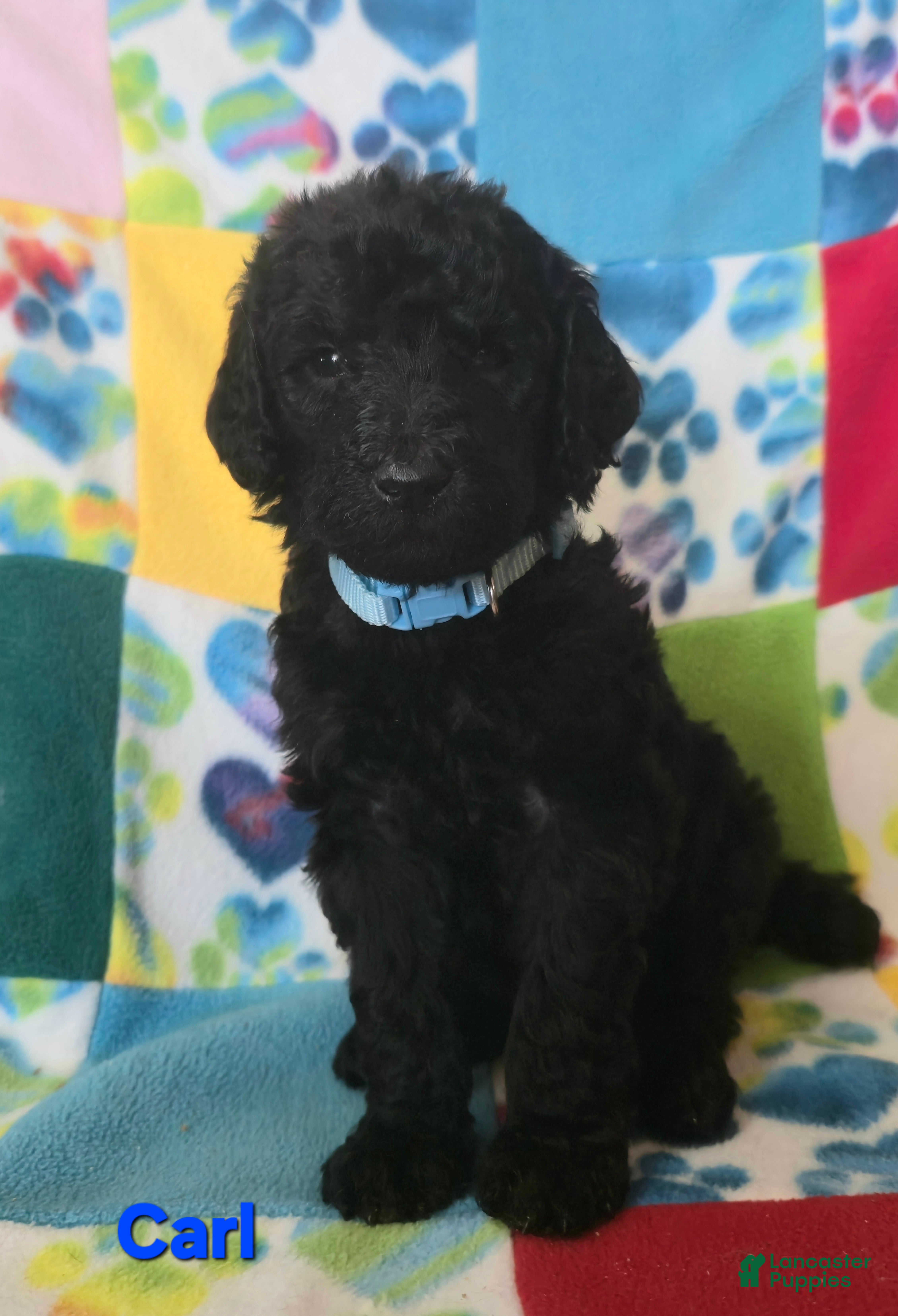 Standard Poodle dogs Carl - Ad 4