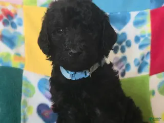 Standard Poodle dogs Carl - Ad 4