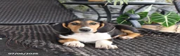 Mixed Breed dogs for sale: Cora  - Ad 3