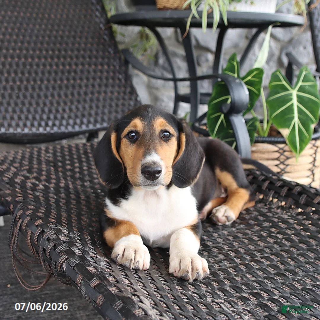 Mixed Breed dogs for sale: Cora  - Ad 3