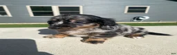 Miniature Dachshund dogs for sale: Toby - Ad 1