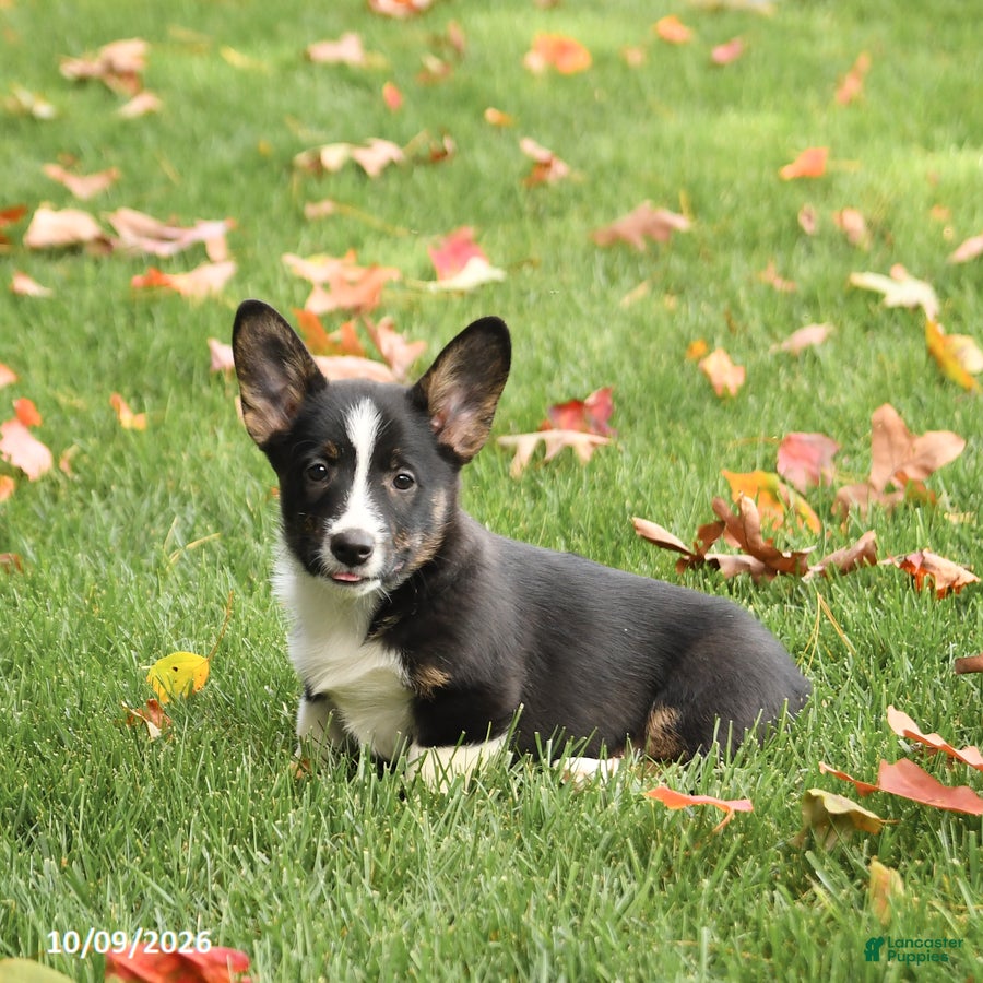 Welsh Corgi Pembroke dogs Alpe - Ad 1
