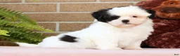 Shih Tzu dogs for sale: Gracie - Ad 8