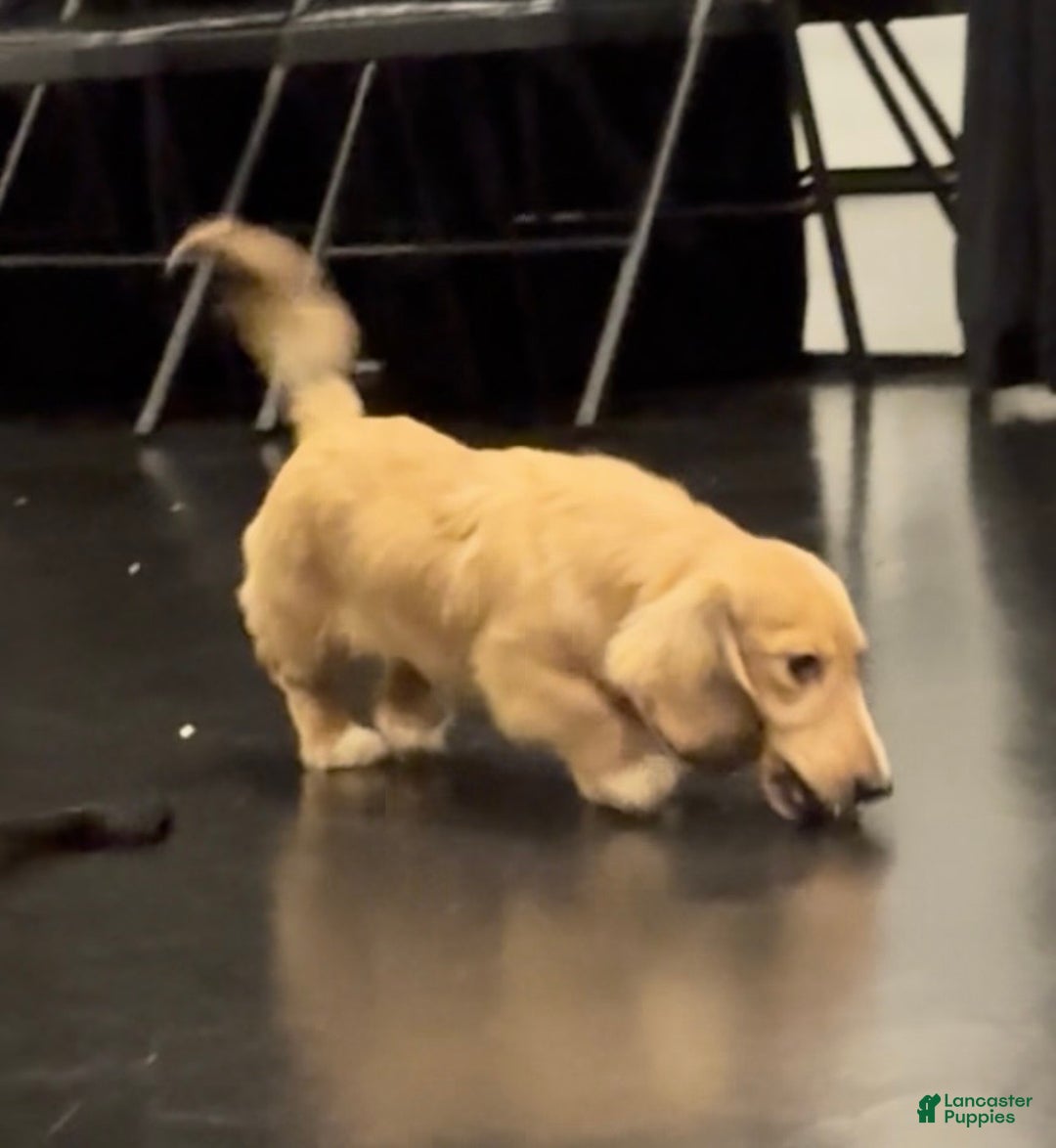 Miniature Dachshund dogs for sale: Cream dapple - Ad 3